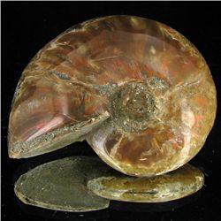 300ct Opalized Ammonite (MIN-002095)