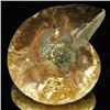 Image 2 : 300ct Opalized Ammonite (MIN-002095)