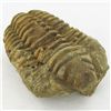 Image 1 : 135gm Tribolite Fossil (MIN-002009)
