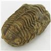 Image 2 : 135gm Tribolite Fossil (MIN-002009)