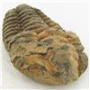Image 1 : 135gm Tribolite Fossil (MIN-002027)