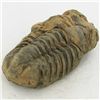 Image 2 : 135gm Tribolite Fossil (MIN-002027)