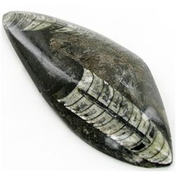 209gm Polished Orthoceras Large Fossil (MIN-001911)