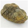 Image 1 : 121gm Tribolite Fossil (MIN-002015)