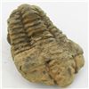 Image 2 : 121gm Tribolite Fossil (MIN-002015)