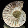 Image 2 : 185ct Opalized Ammonite (MIN-002140)