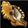 Image 2 : Scarce Collectible Cymatium Lotorium Shell (SHL-000048)