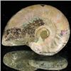 Image 1 : 70ct Opalized Ammonite (MIN-002071)
