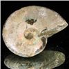 Image 2 : 70ct Opalized Ammonite (MIN-002071)