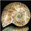 Image 1 : 105ct Opalized Ammonite (MIN-002155)