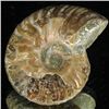 Image 2 : 105ct Opalized Ammonite (MIN-002155)