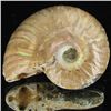 Image 1 : 95ct Opalized Ammonite (MIN-002153)