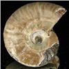 Image 2 : 95ct Opalized Ammonite (MIN-002153)