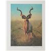 Image 1 : Framed limited edition color print (822/1500)  of an African Kudu, hand signed by famous  wildlife a