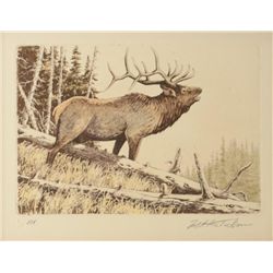 Framed sepia toned etching of a beautifully  accomplished majestic bull elk in the woods,  hand sign