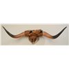 Image 1 : Old pair of steer horns and a hoof mounted on  wood board with hide covering that is  deteriorating 