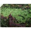 Image 5 : UNCARVED RUBY ZOISITE BOULDER STONE