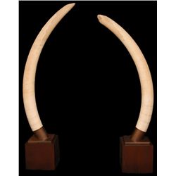 PAIR OF ELEPHANT IVORY TUSKS ON STANDS OVER 6'