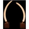 Image 1 : PAIR OF ELEPHANT IVORY TUSKS ON STANDS OVER 6'