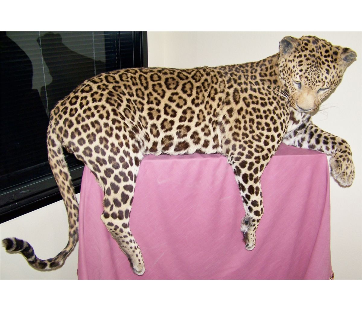 Taxidermy JAGUAR