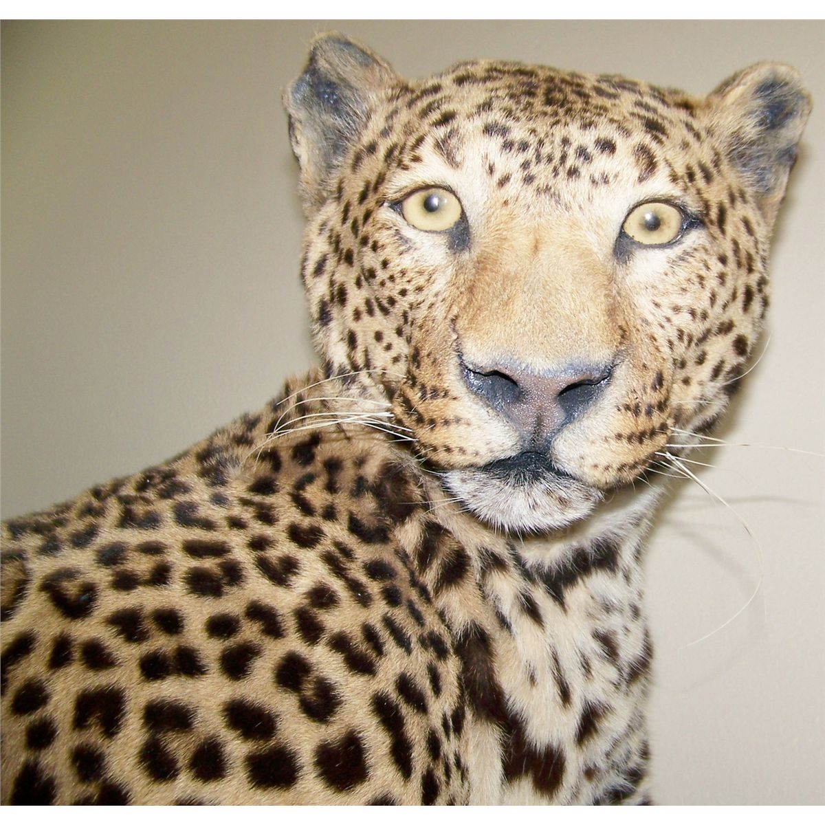 Taxidermy JAGUAR