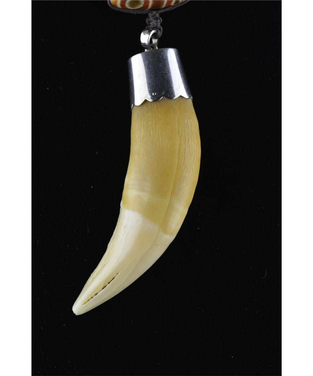 Tibetan Jade Necklace Siberian Tiger Tooth Pendant