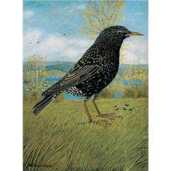 Adolf Dietrich (1877-1957)