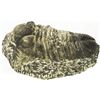 Image 1 : Complete trilobite fossil in matrix, from Morocco, approx. 250-500 million years old.