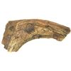 Image 1 : Fossilized triceratops rib segment from Hell Creek formation, Harden Co., South Dakota, approx. 65-1