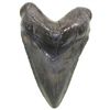 Image 1 : Medium megalodon (shark) tooth, from the coast of South Carolina, approx. 25 million years old.