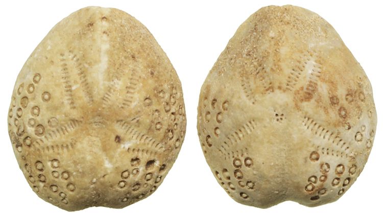 Lot Of 2 Tiny Sea Urchin Fossils Irregular Echinoids Species