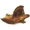 Image 1 : Fossilized cave bear jaw segment with two molars, approx. 200,000 to 20,000 years old.