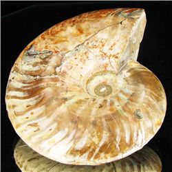 480ct Scarce Large Opalized Ammonite Fully Intact Prehistoric (MIN-001334)