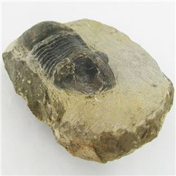 523gm Preserved Tribolite Fossil On Base Material (MIN-002037)