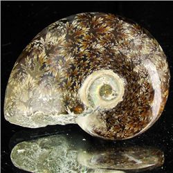105ct Opalized Ammonite (MIN-002130)
