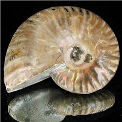 175ct Opalized Ammonite (MIN-002121)