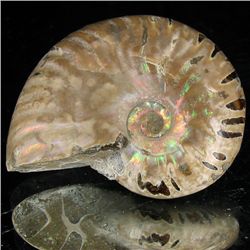 95ct Opalized Ammonite (MIN-002075)