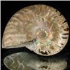 Image 1 : 95ct Opalized Ammonite (MIN-002075)