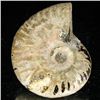 Image 2 : 95ct Opalized Ammonite (MIN-002075)