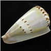 Image 2 : Scarce Collectible Polished Conus Capitaneus Shell (SHL-000105)