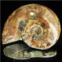 295ct Opalized Ammonite (MIN-002100)