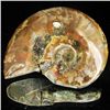Image 1 : 295ct Opalized Ammonite (MIN-002100)