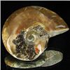 Image 2 : 295ct Opalized Ammonite (MIN-002100)