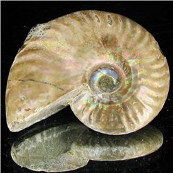 130ct Opalized Ammonite (MIN-002115)