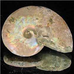 85ct Opalized Ammonite (MIN-002073)