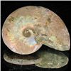 Image 1 : 85ct Opalized Ammonite (MIN-002073)