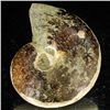 Image 2 : 85ct Opalized Ammonite (MIN-002073)