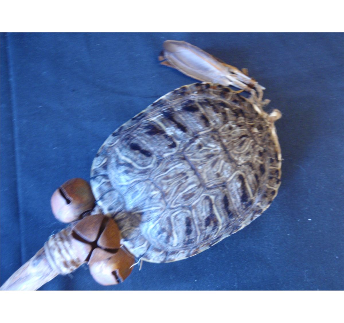 Native American Turtle Rattle