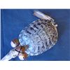 Native American Turtle Rattle