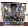 Image 1 : A cased Taxidermist study of a Night Jar bird...